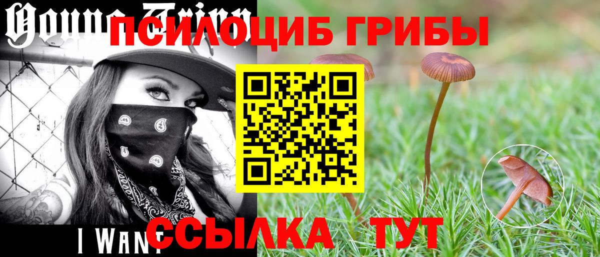 Кандалакша  Псилоцибиновые грибы Magic Shrooms  Псилоцибиновые грибы Magic Shrooms  Вход с VPN 